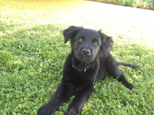 Nala (Border Collie, Labrador) Border Collie Labrador 